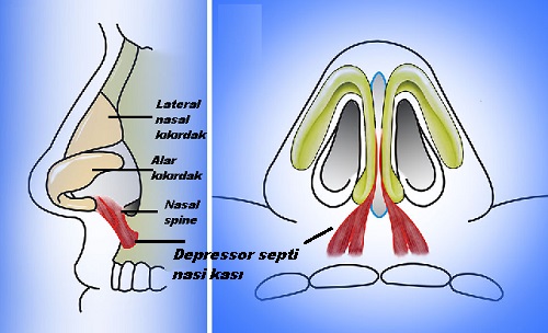 Botox-ile-burun-estetigi-1.jpg