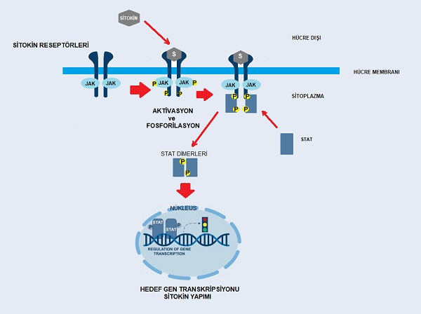 Sitoplazmik Protein Kinaz Janus Kinaz JAK İnhibitörleri ve Dermatolojik Hastalıklar