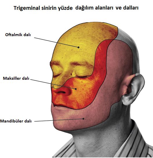 Ota-Nevus.jpg