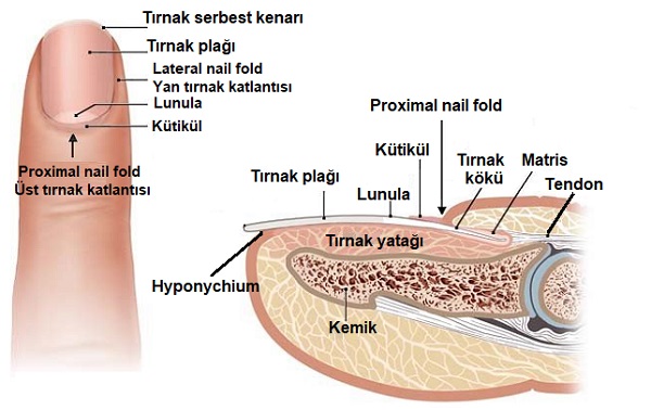 Tirnak_Sedef_Hastaliginda_Tedaviler_tirnak_anatomik_alanlari_1.jpg