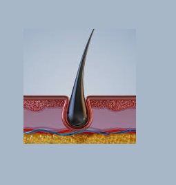Saçın Yapısal ve Fiziksel Özellikleri, Anatomisi