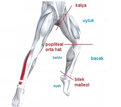alt_ekstremitelerin_estetik_analizi_bacaklarin_estetik_analizi_uyluk_estetik_analizi_ideal_bacak_ideal_uyluk.jpg