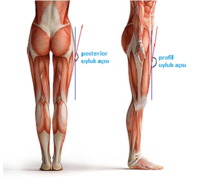 alt_ekstremitelerin_estetik_analizi_uylugun_estetik_analiziposterior_ve_profil_uyluk_acilari.jpg