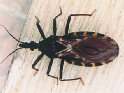 Hemiptera, Öpücü Böcekler Neden Olduğu Cilt Reaksiyonları