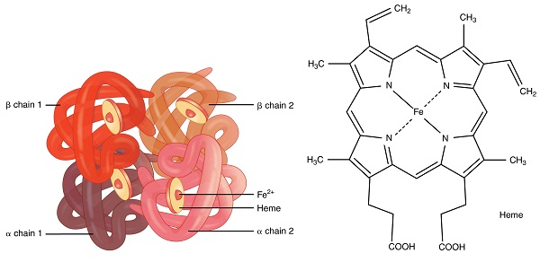 Hemoglobin, Porfirinler