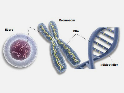Genetik Geçişli Cilt Hastalıkları, Genodermatozlar