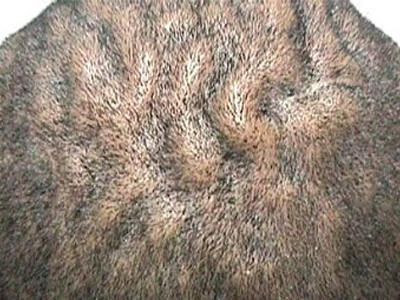 Kutis Vertisiz Gyrata