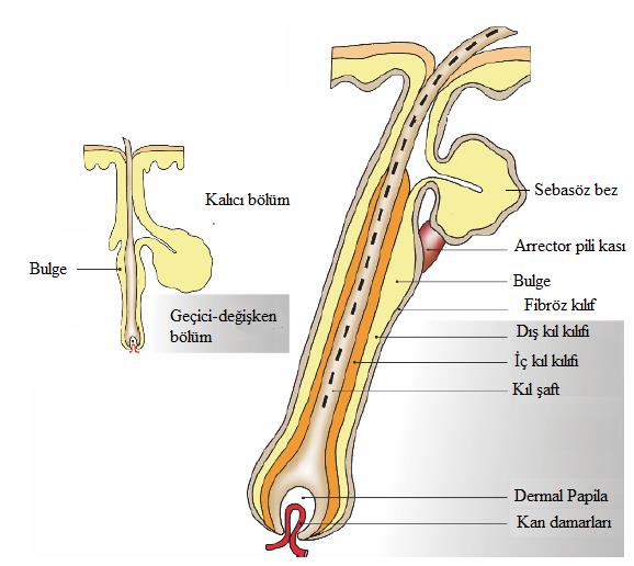 Saçın Anatomisi