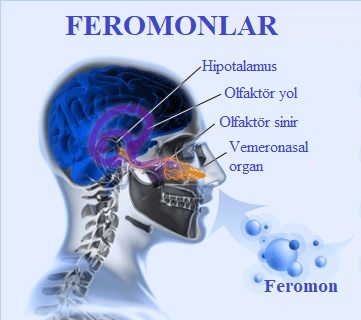 Vücut Kokusu ve Feromonlar