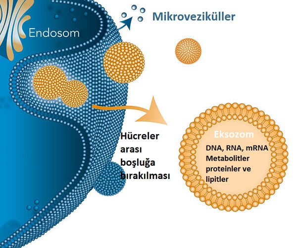 Eksozomlar
