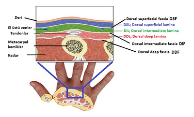 el_estetigi_yaslanma_genclestirme_otolog_yag_transferi_enjeksiyonu_el_anatomisi.jpg