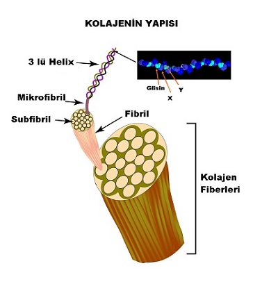 Kolajen, Kollajen
