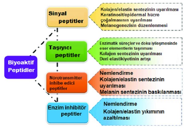 kozmetik_cilt_bakim_urunlerinde_peptidler.jpg
