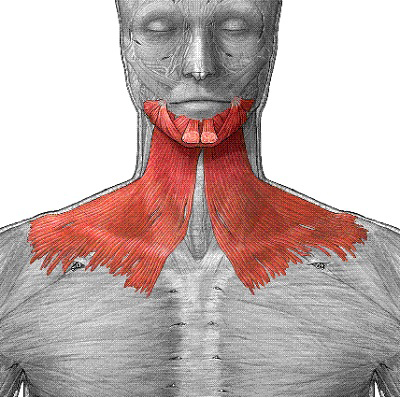 Boyun Platysma Kası