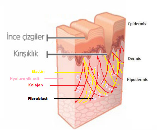 Otolog Fibroblast Hücre Tedavisi (Fibrocell)