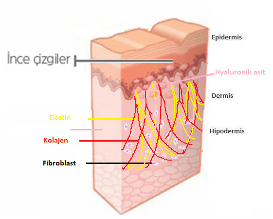 Otolog Fibroblast Hücre Tedavisi (Fibrocell)