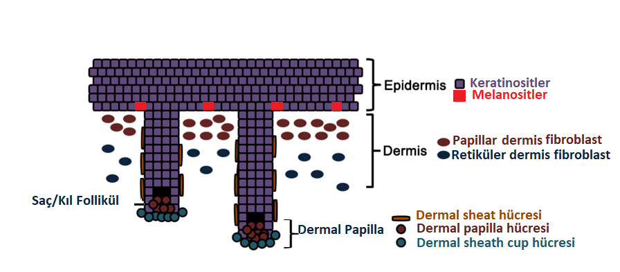 Otolog Fibroblast Hücre Tedavisi (Fibrocell)