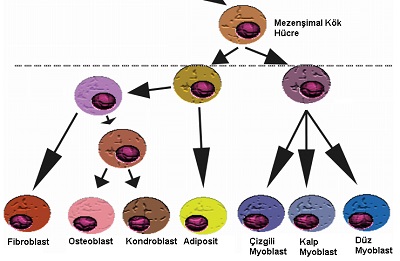 stem_cell_kok_hucre_5.jpg