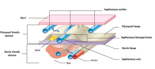 ultrasound-04.jpg