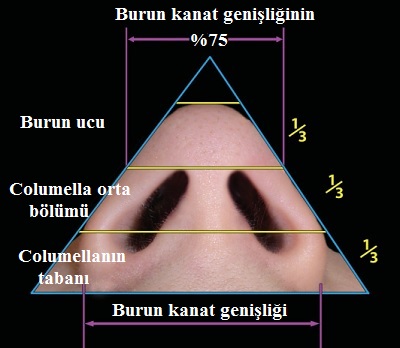 bazal 01