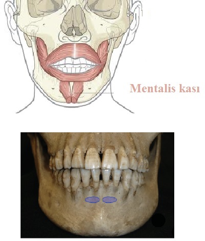 mentalis 01